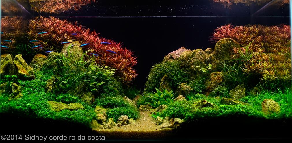 Sidney cordeiro da costa -  International Aquascaping Contest 2014