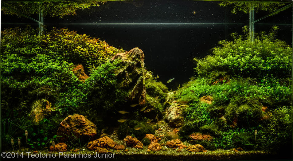 Teotonio Paranhos Junior -  International Aquascaping Contest 2014