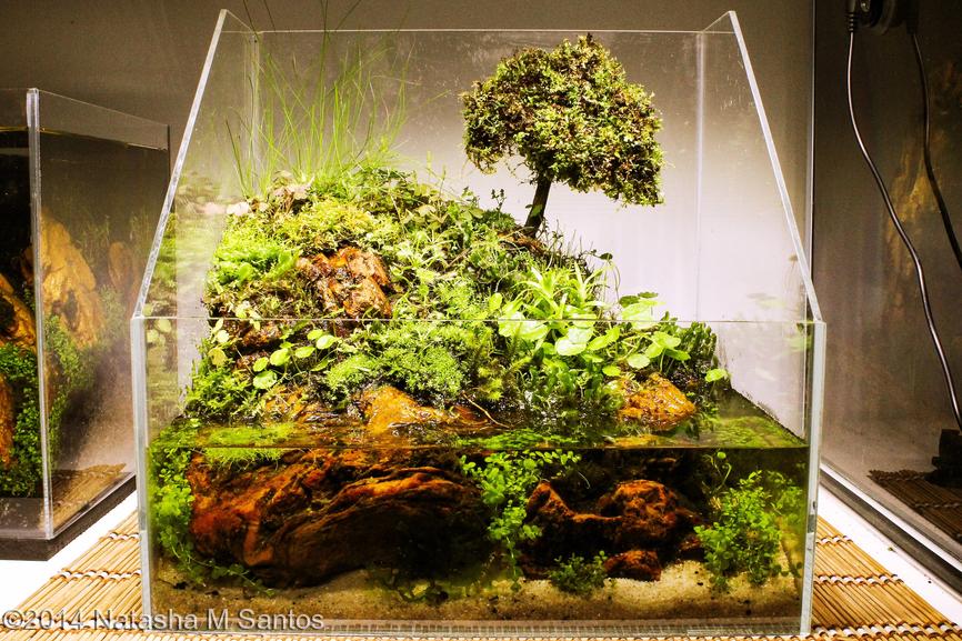 Top 10 Natasha M Santos - International Aquascaping Contest 2014