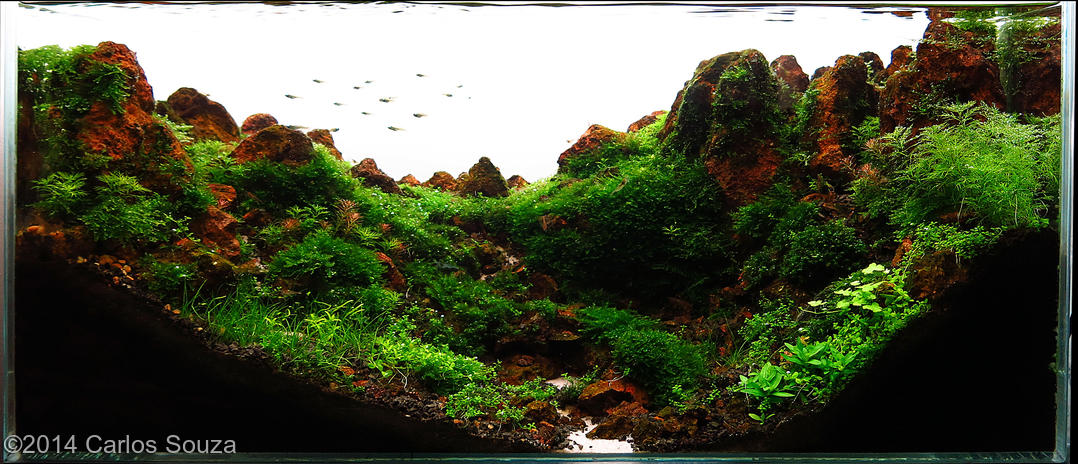 Top 10 colocado Carlos Souza International Aquascaping Contest 2014