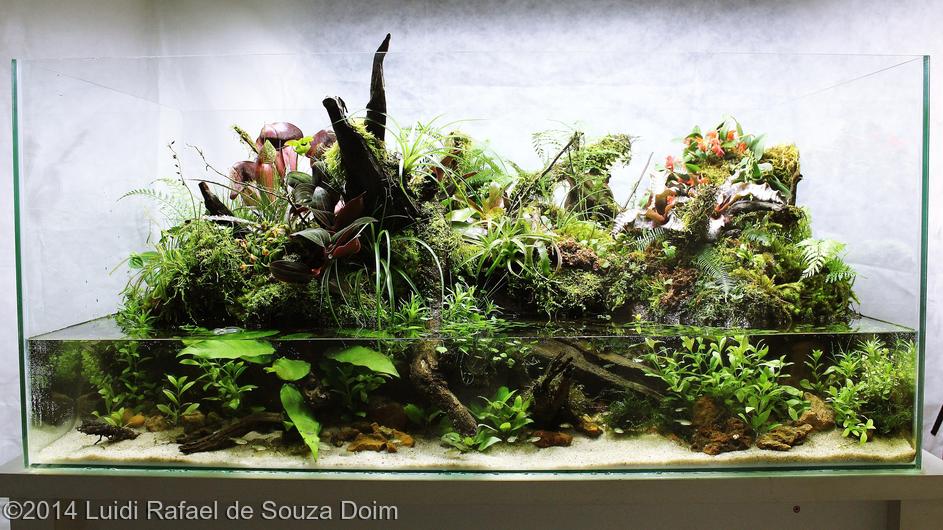 Top 10 colocado Luidi Rafael de Souza Doim - International Aquascaping Contest 2014