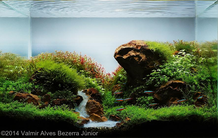 Valmir Alves Bezerra Júnior -  International Aquascaping Contest 2014