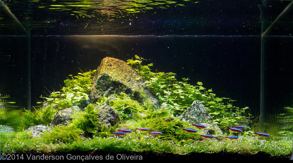 Vanderson Gonçalves de Oliveira -  International Aquascaping Contest 2014