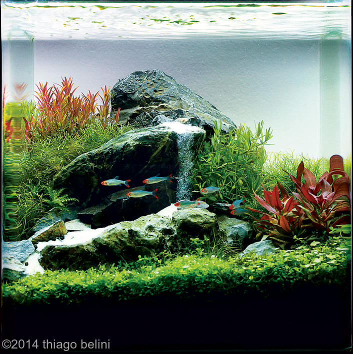 Thiago Belini -  International Aquascaping Contest 2014