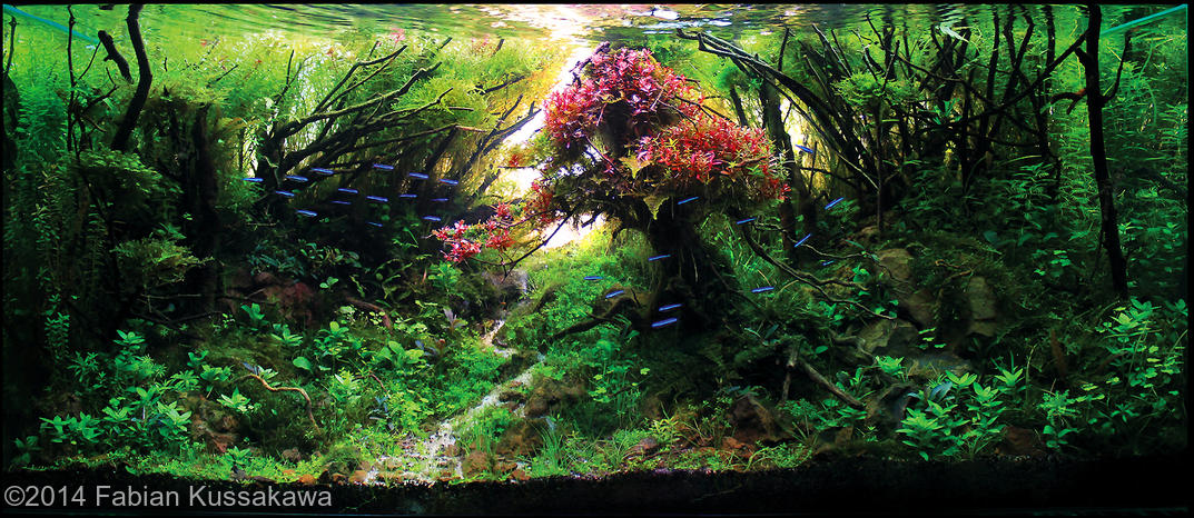 top 10 colocado Fabian Kussakawa International Aquascaping Contest 2014