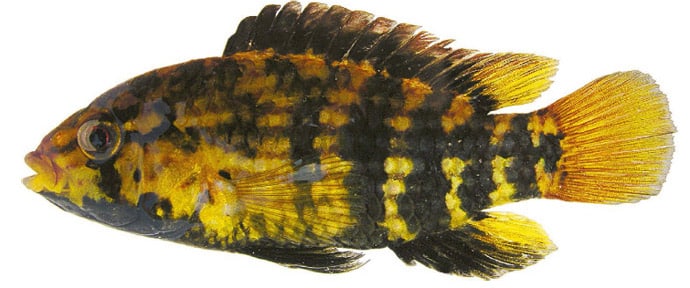 Apistogramma kullanderi Fêmea