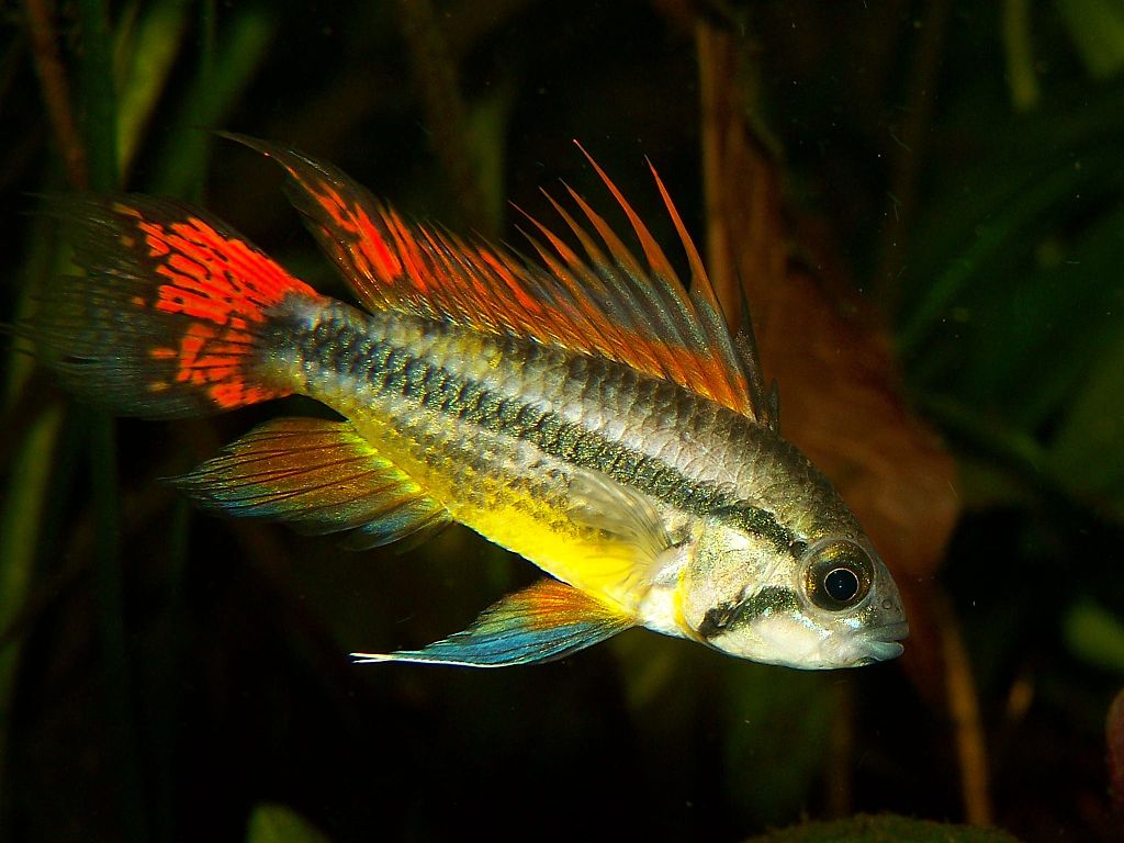 Apistogramma kullanderi no aquário macho