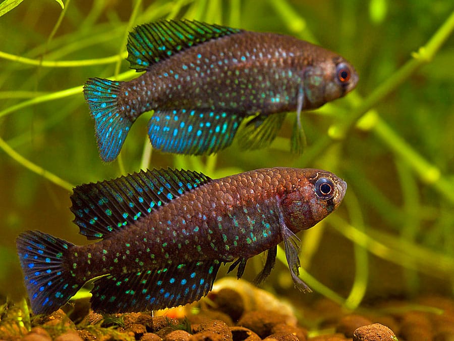 Killifish: Austrolebias periodicus Las Cavas