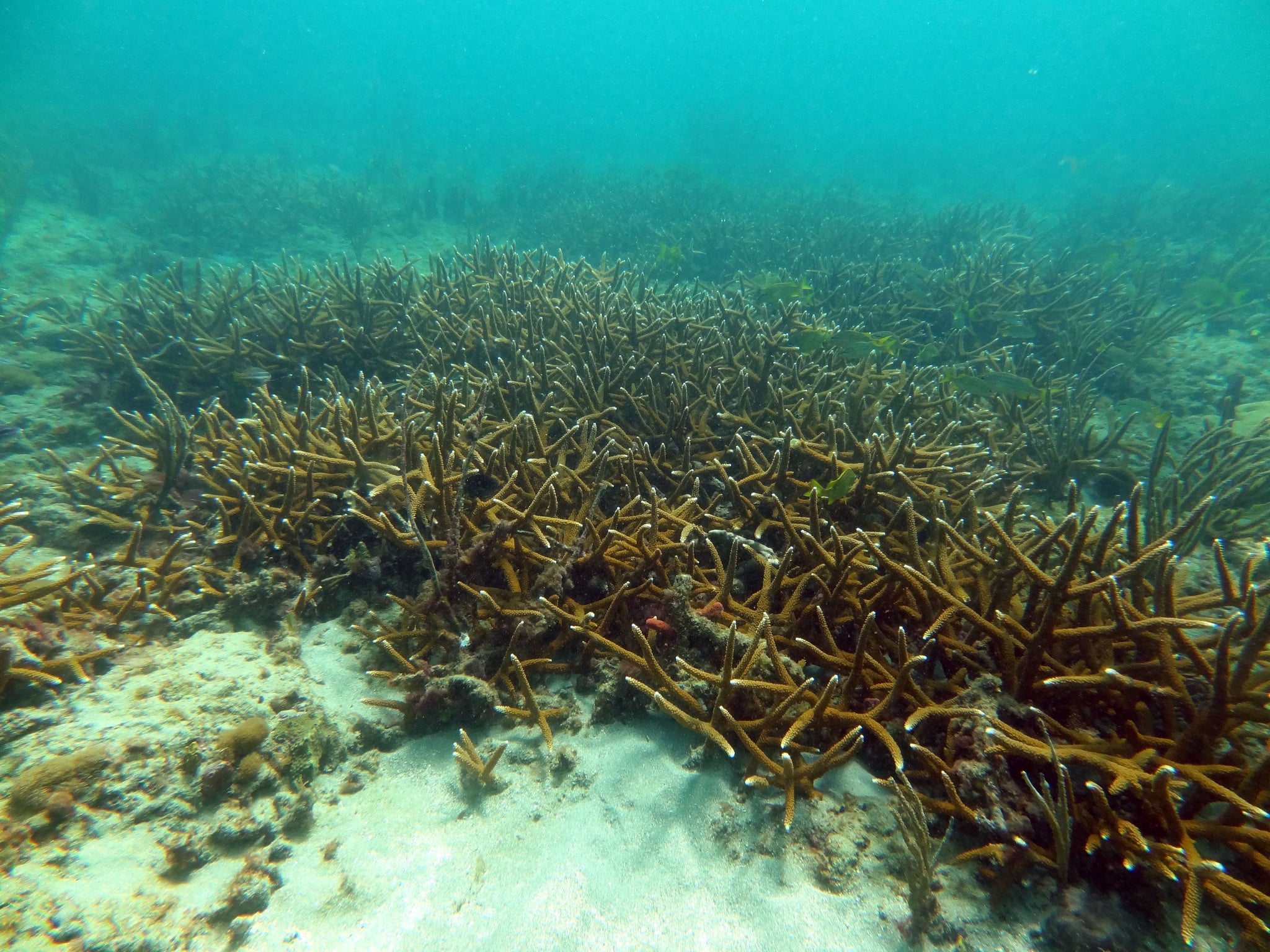 Floresta de raros corais Staghorn  é descoberta no sul da Florida.