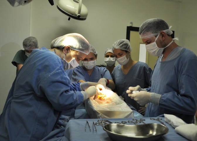 Peixe com tumor passa por cirurgia no Hospital Veterinário da UPF