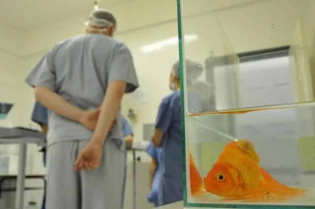 Peixe passa por cirurgia no Hospital Veterinário da UPF