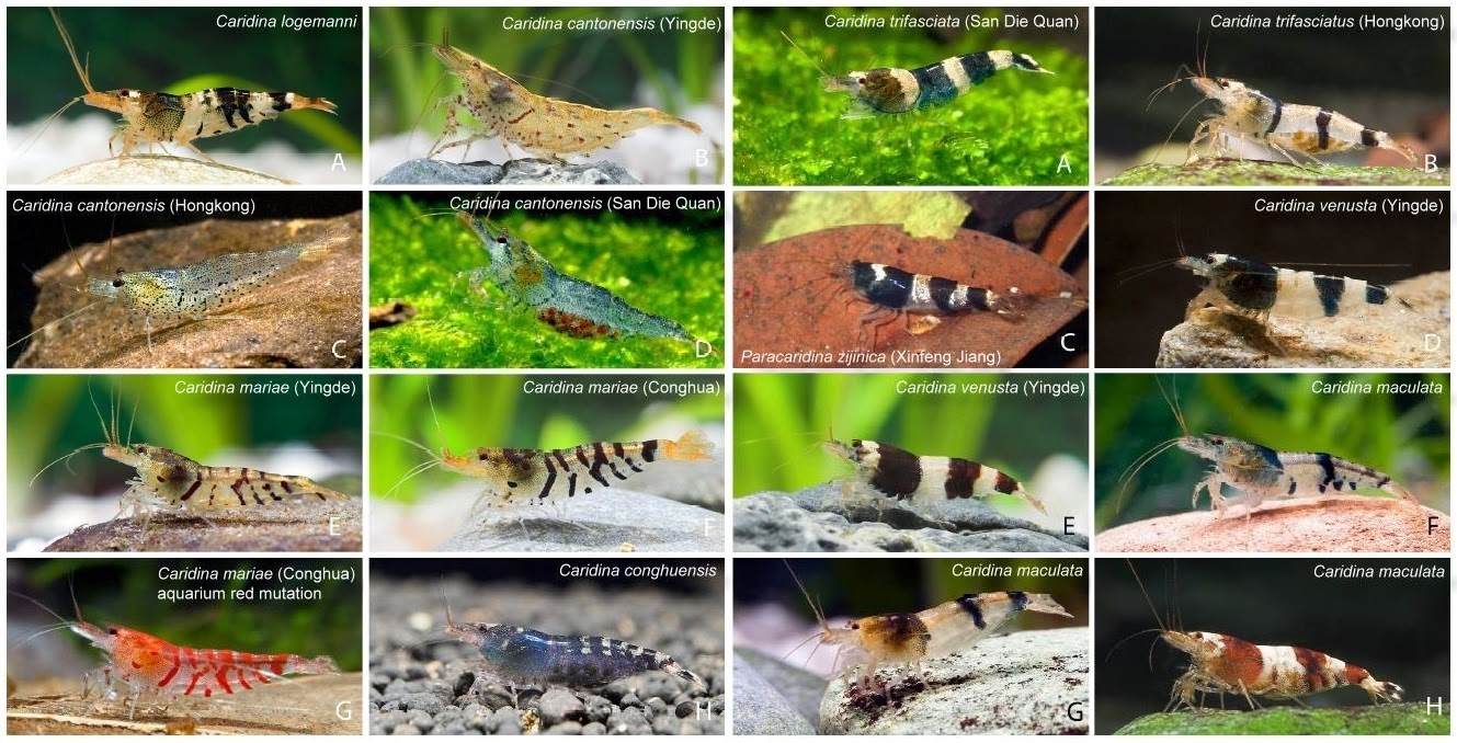 Caridina novos nomes cientificos 