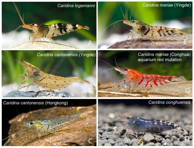 Caridina novos nomes cientificos