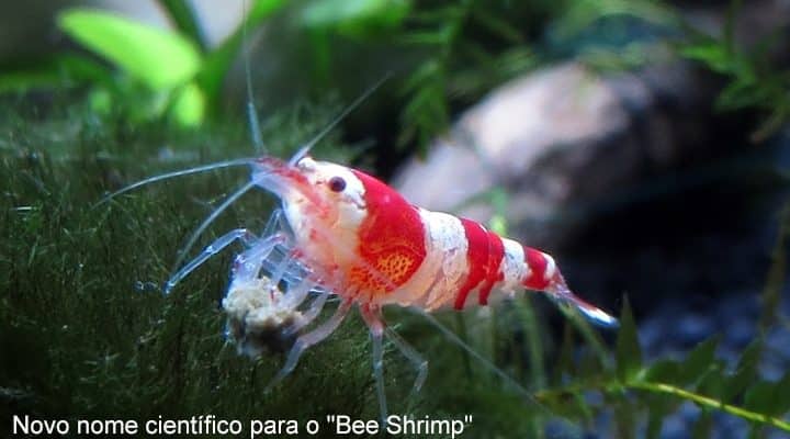 10 Peixes compatíveis com camarões Neocaridinas ~ Aquanimal