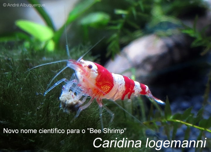 Novo nome científico do Bee Shrimp , agora é Caridina logemanni