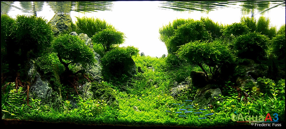 Aquapaisagismo bonsai Frederic Fuss 