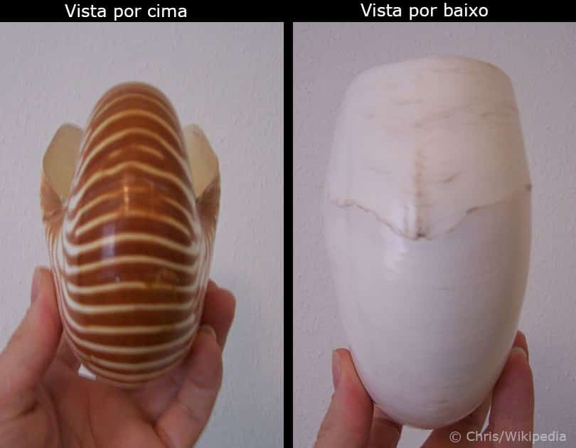 Vídeo Nautilus pompilius