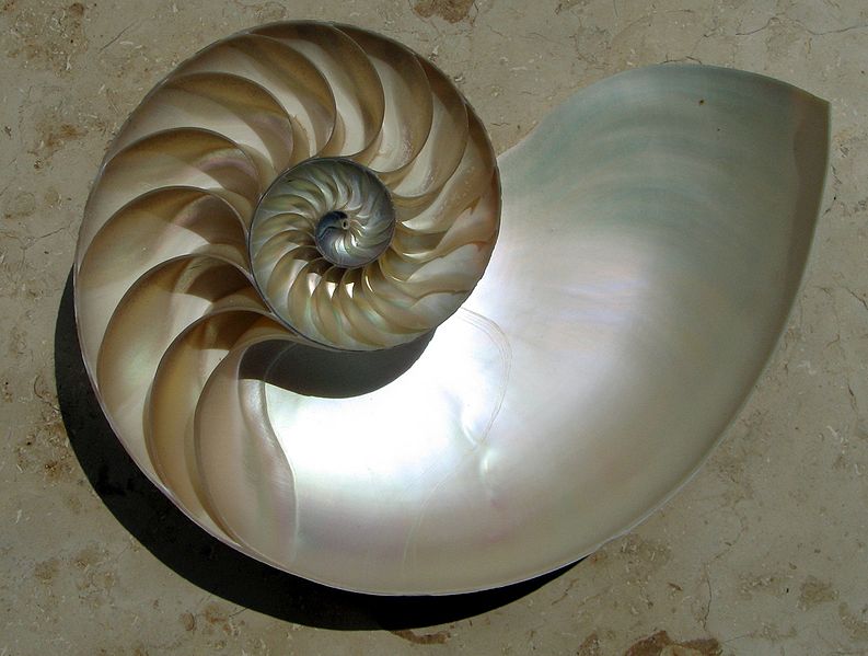 concha Nautilus pompilius