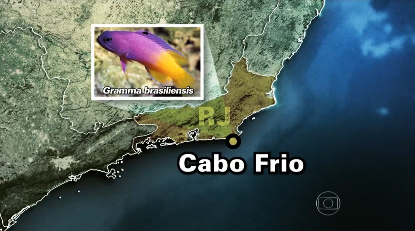 cabo frio Gramma brasiliensis