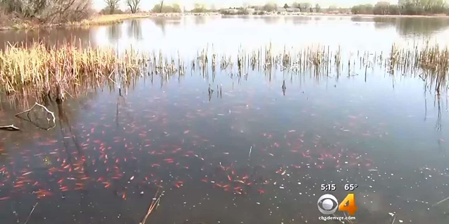 Invasão de Kinguios no lago de Colarado