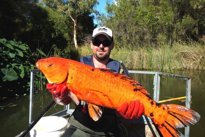 Peixes ornamentais invadem a Austrália