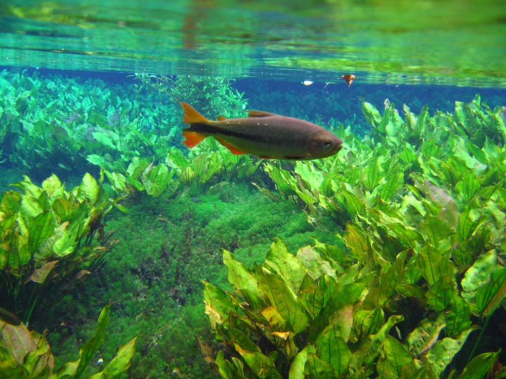 Rio da Prata - Bonito - MS