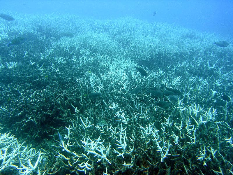 Branqueamento de corais