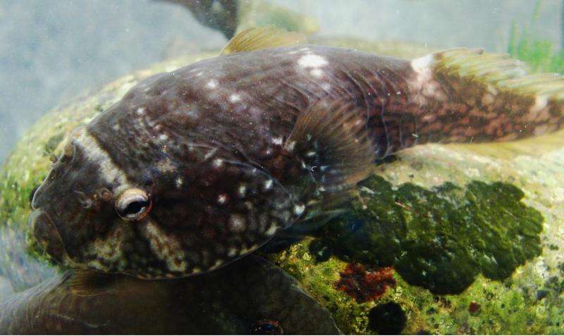 Peixe (clingfish) é alvo de estudos para médicina