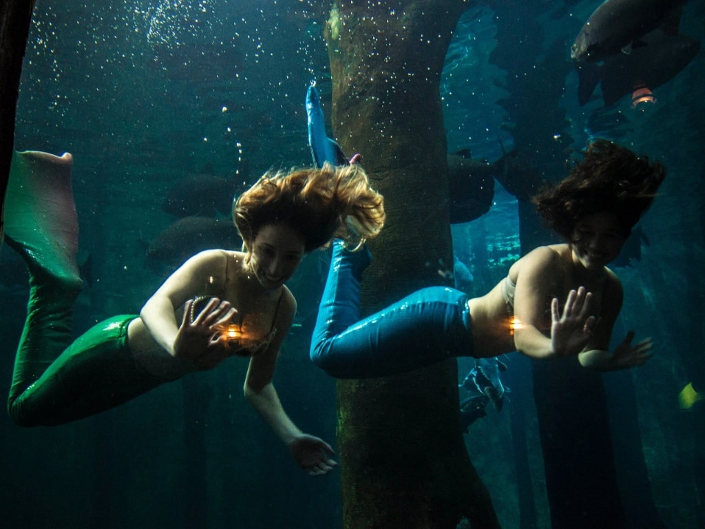 Sereias no Aquário de São Paulo