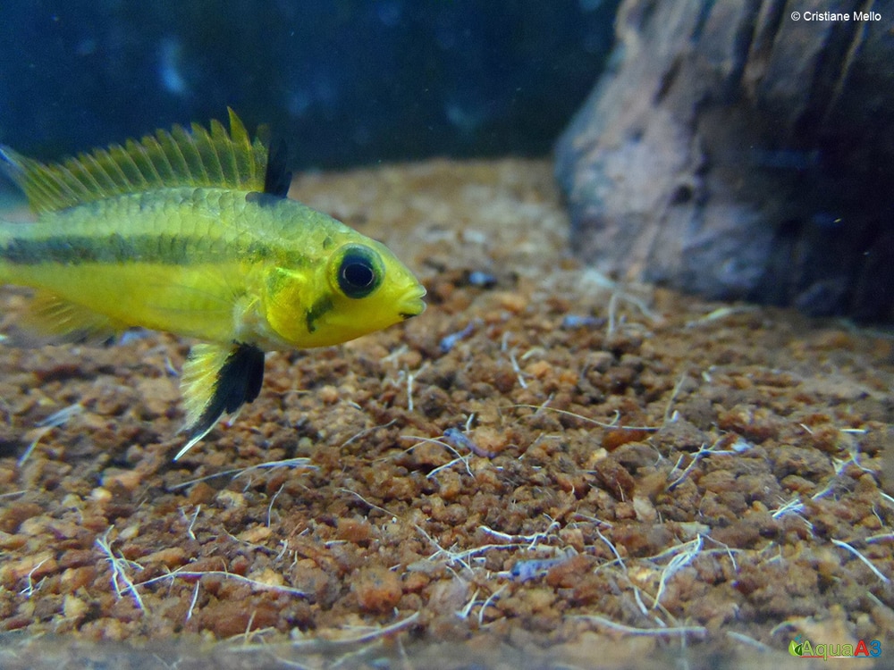 apistogramma