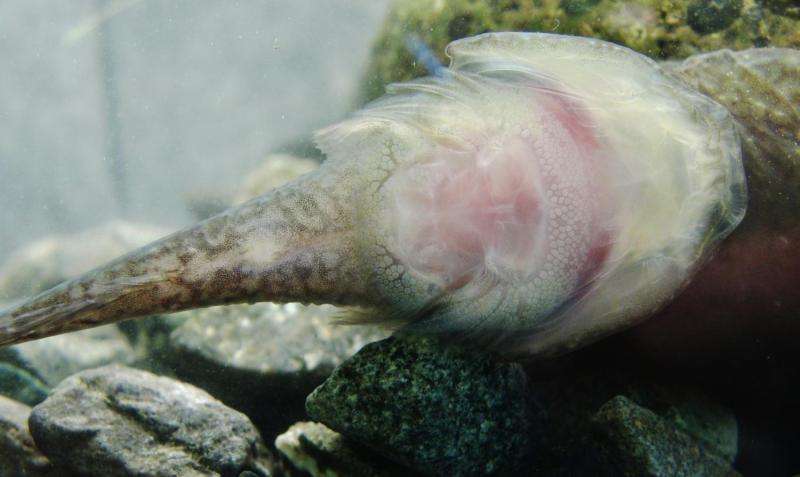 clingfish (Gobiesocidae)