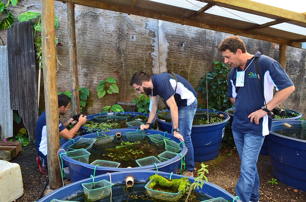 observação de plantas no Cantinho da Samambaia de Rony Suzuki