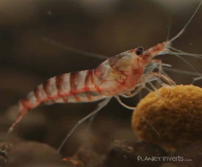 Purple Zebra Shrimp (Potamalpheops miyai)