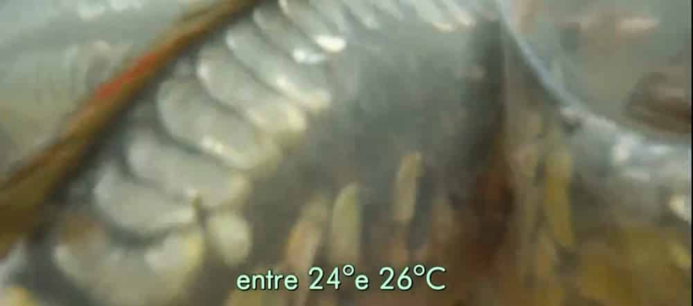 Temperatura - Produção de carpa no RJ movimenta milhões