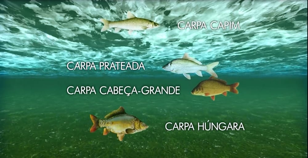 profundidade de carpas no lago