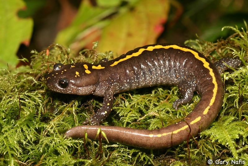 Ambystoma macrodactylum columbianum