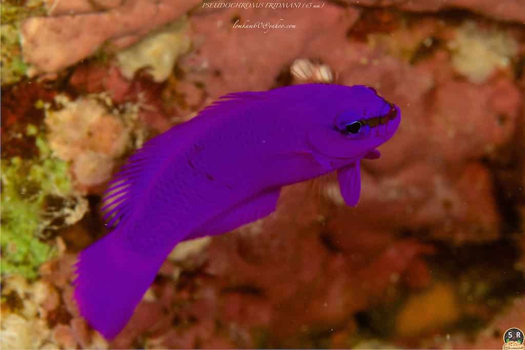 pseudochromis fridmani