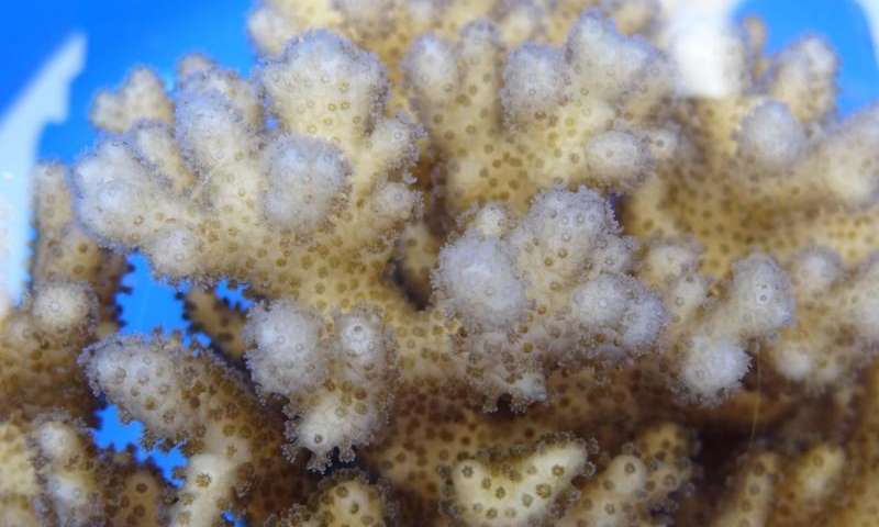 Estresse em corais pode produzir bebês de coral mais fortes