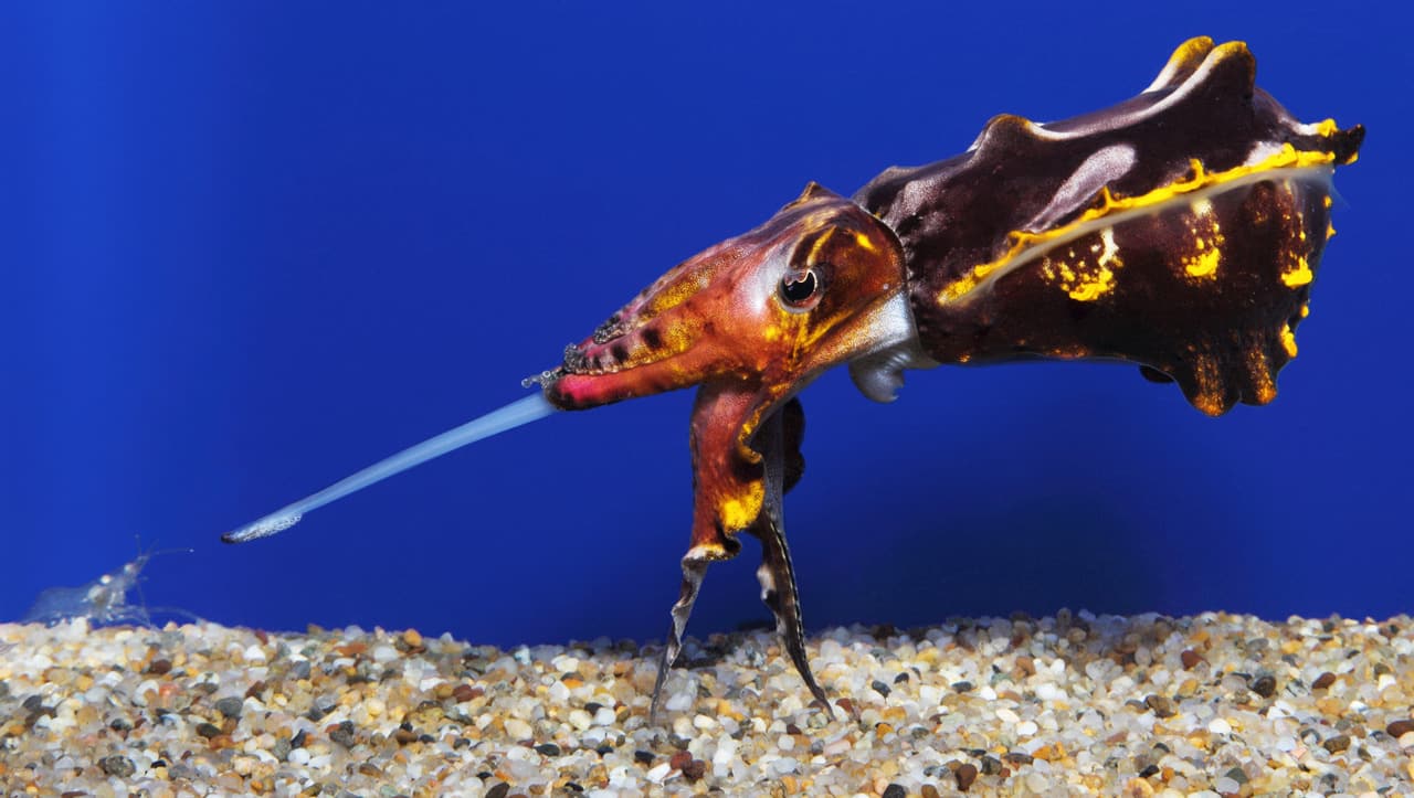 Flamboyant Cuttlefish no aquário comendo camarão