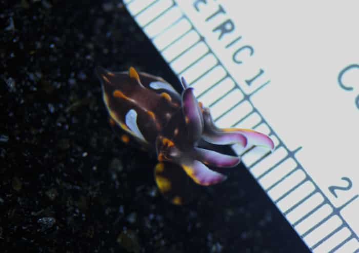 Flamboyant Cuttlefish pequeno