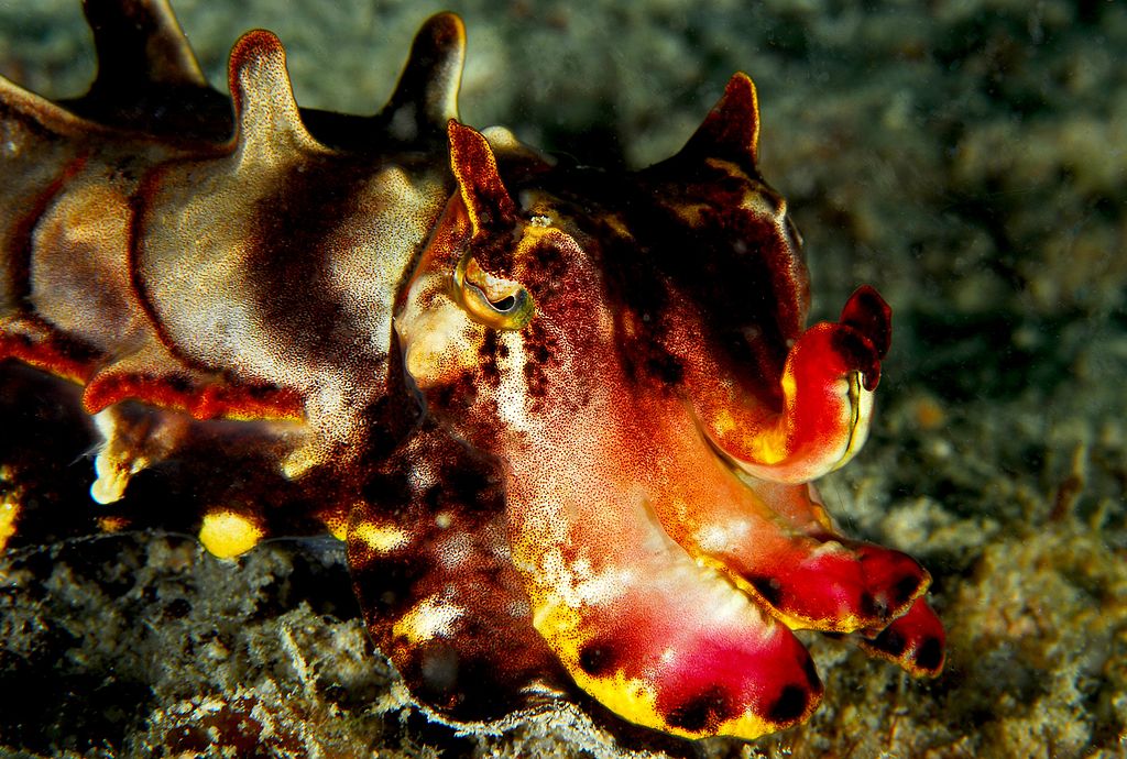 Flamboyant Cuttlefish