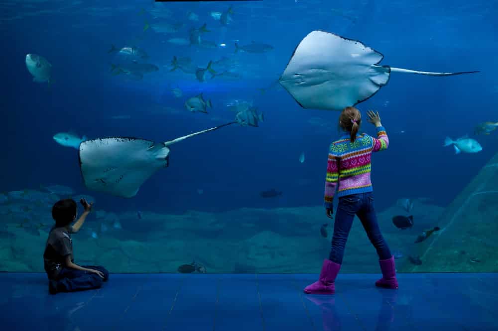 National Marine Aquarium in Plymouth