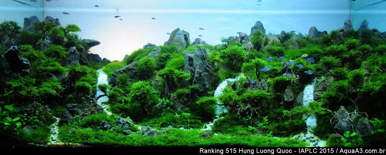 Ranking 515 Hung Luong Quoc - IAPLC 2015