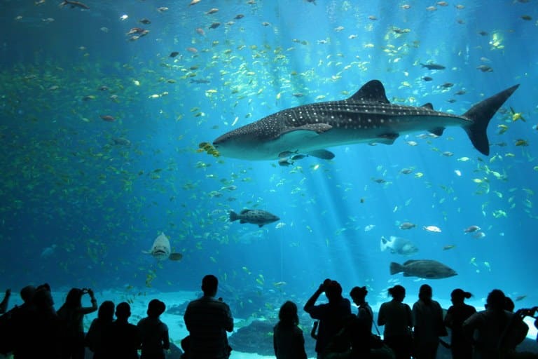 Tubarão-baleia macho no Georgia Aquarium