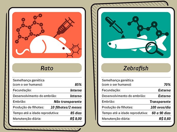 Estudo com peixe paulistinha