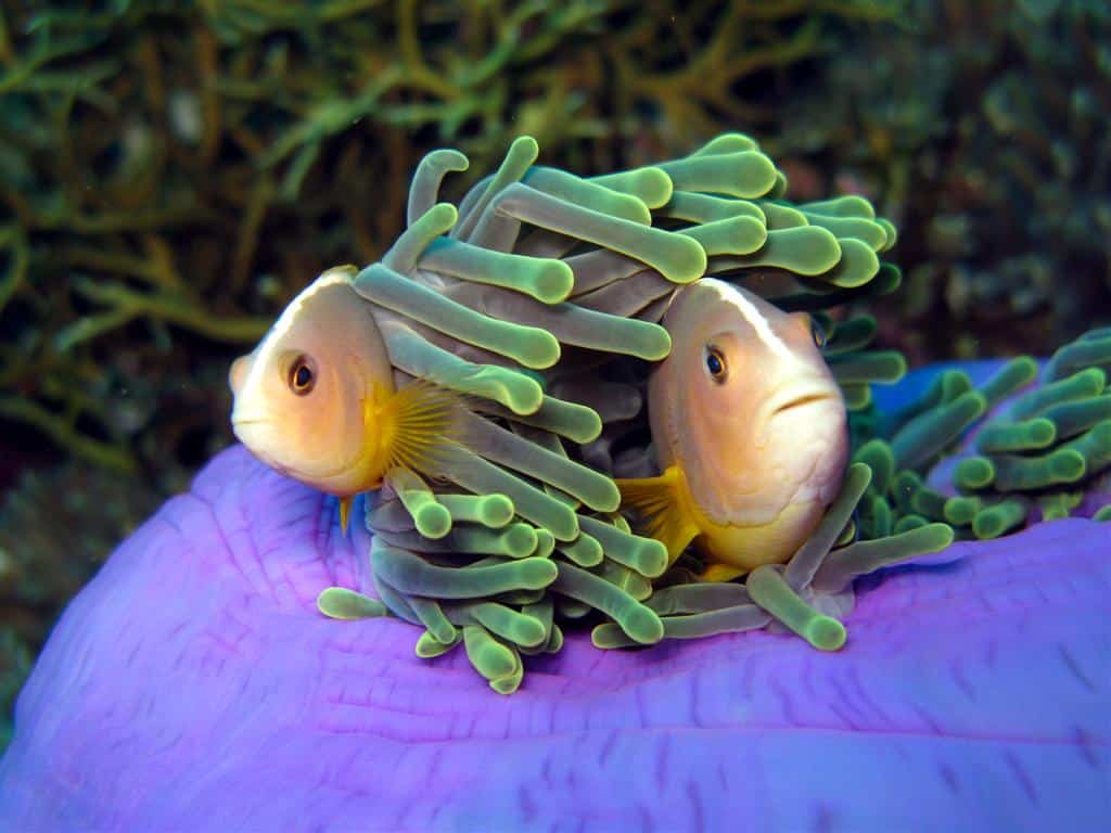 Amphiprion akallopisos - protândricas