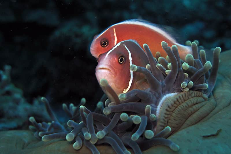 Amphiprion perideraion