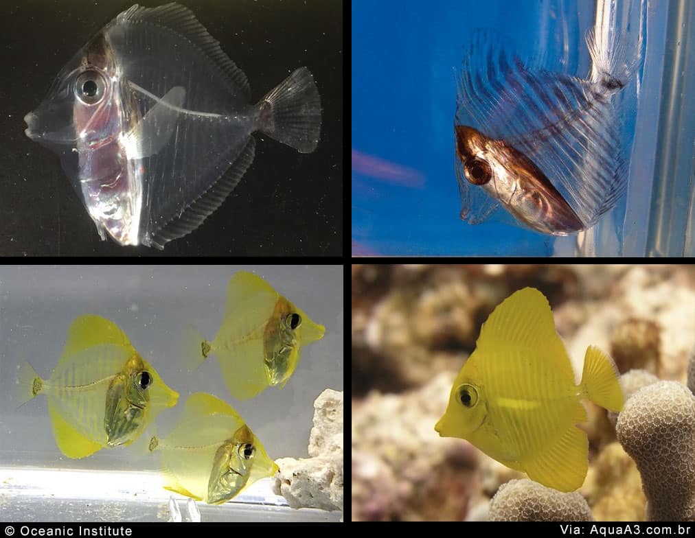 Evolução de crescimento do peixe Yellow Tang (Zebrasoma flavescens)