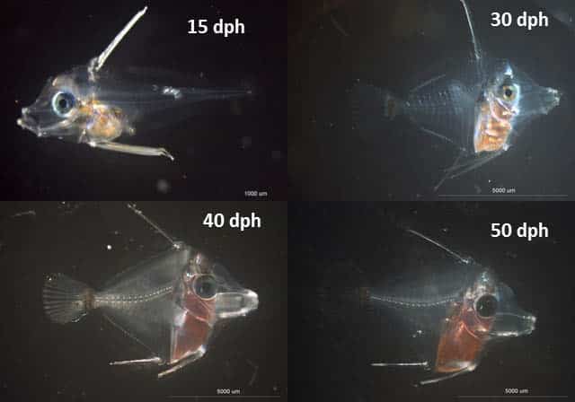 Evolução de crescimento do peixe Yellow Tang