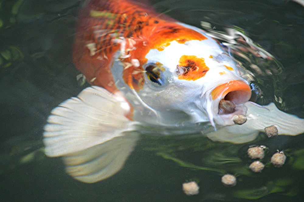 Koi - Carpa